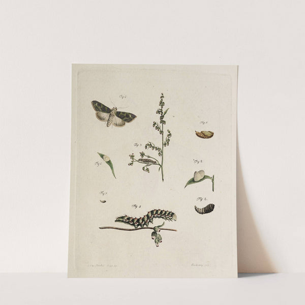 Archives de l&#039;histoire des insectes Pl.05 by Johann Caspar Fuessli