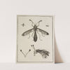 Archives de l&#039;histoire des insectes Pl.06 by Johann Caspar Fuessli