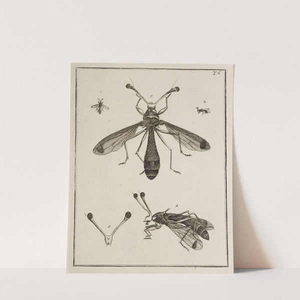 Archives de l&#039;histoire des insectes Pl.06 by Johann Caspar Fuessli