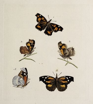 Archives de l’histoire des insectes Pl.08