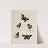 Archives de l&#039;histoire des insectes Pl.08 by Johann Caspar Fuessli