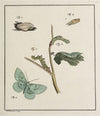 Archives de l’histoire des insectes Pl.09