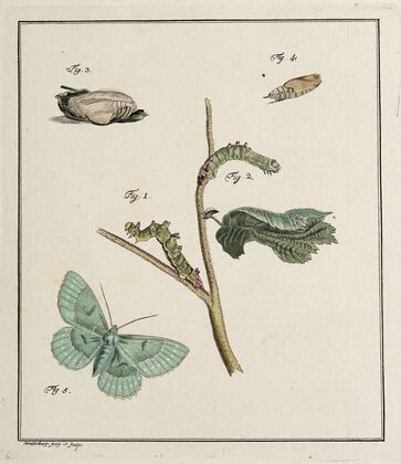 Archives de l’histoire des insectes Pl.09