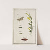 Archives de l&#039;histoire des insectes Pl.11 by Johann Caspar Fuessli