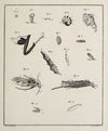 Archives de l’histoire des insectes Pl.12