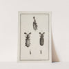 Archives de l&#039;histoire des insectes Pl.13 by Johann Caspar Fuessli