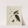 Archives de l&#039;histoire des insectes Pl.14 by Johann Caspar Fuessli