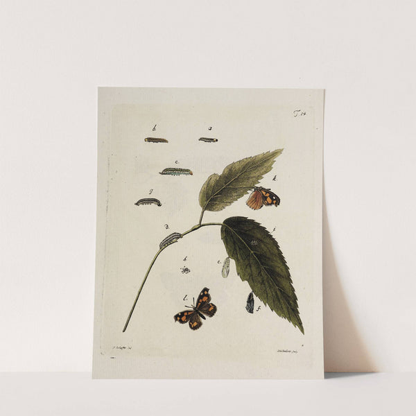 Archives de l&#039;histoire des insectes Pl.14 by Johann Caspar Fuessli