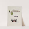 Archives de l&#039;histoire des insectes Pl.15 by Johann Caspar Fuessli