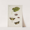 Archives de l&#039;histoire des insectes Pl.16 by Johann Caspar Fuessli