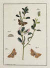 Archives de l’histoire des insectes Pl.17