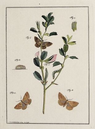 Archives de l’histoire des insectes Pl.17