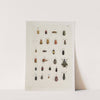 Archives de l&#039;histoire des insectes Pl.21 by Johann Caspar Fuessli
