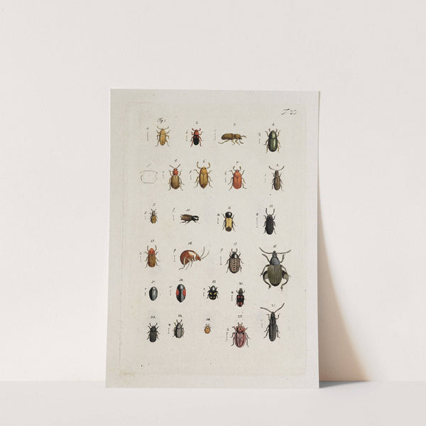 Archives de l&#039;histoire des insectes Pl.21 by Johann Caspar Fuessli