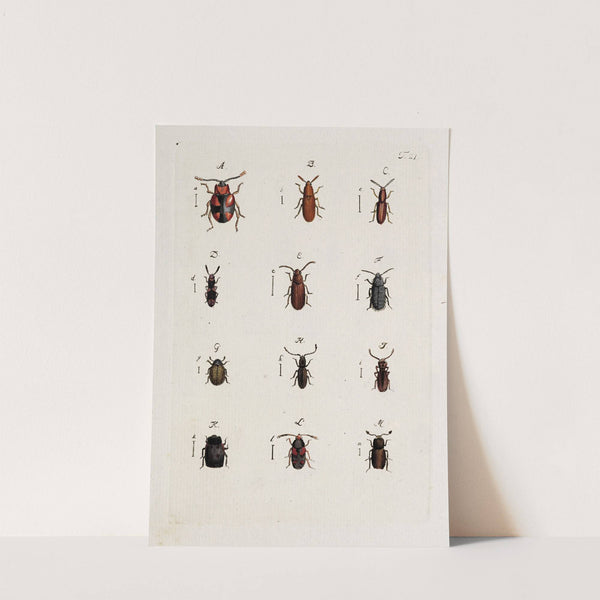 Archives de l&#039;histoire des insectes Pl.22 by Johann Caspar Fuessli