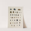 Archives de l&#039;histoire des insectes Pl.24 by Johann Caspar Fuessli