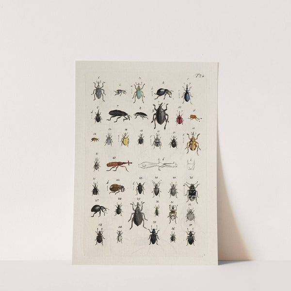 Archives de l&#039;histoire des insectes Pl.25 by Johann Caspar Fuessli