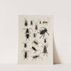 Archives de l&#039;histoire des insectes Pl.26 by Johann Caspar Fuessli