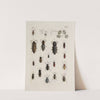 Archives de l&#039;histoire des insectes Pl.28 by Johann Caspar Fuessli