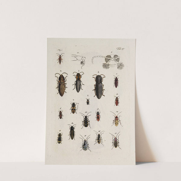 Archives de l&#039;histoire des insectes Pl.28 by Johann Caspar Fuessli