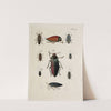 Archives de l&#039;histoire des insectes Pl.29 by Johann Caspar Fuessli