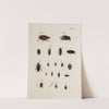 Archives de l&#039;histoire des insectes Pl.30 by Johann Caspar Fuessli