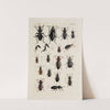 Archives de l&#039;histoire des insectes Pl.31 by Johann Caspar Fuessli