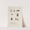 Archives de l&#039;histoire des insectes Pl.32 by Johann Caspar Fuessli