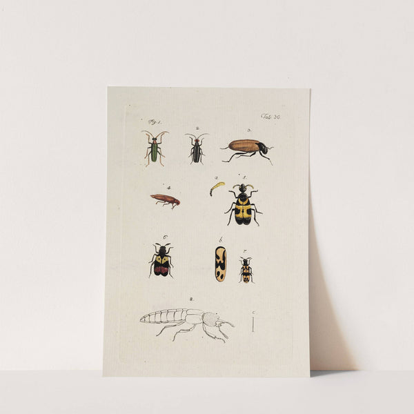 Archives de l&#039;histoire des insectes Pl.32 by Johann Caspar Fuessli