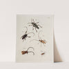 Archives de l&#039;histoire des insectes Pl.34 by Johann Caspar Fuessli