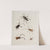 Archives de l&#039;histoire des insectes Pl.34 by Johann Caspar Fuessli