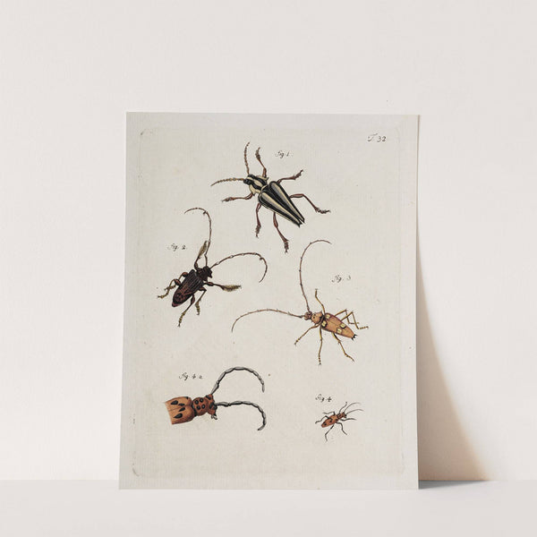 Archives de l&#039;histoire des insectes Pl.34 by Johann Caspar Fuessli