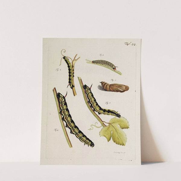 Archives de l&#039;histoire des insectes Pl.35 by Johann Caspar Fuessli
