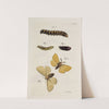 Archives de l&#039;histoire des insectes Pl.36 by Johann Caspar Fuessli