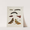 Archives de l&#039;histoire des insectes Pl.37 by Johann Caspar Fuessli