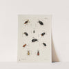 Archives de l&#039;histoire des insectes Pl.39 by Johann Caspar Fuessli