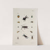 Archives de l&#039;histoire des insectes Pl.40 by Johann Caspar Fuessli