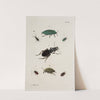 Archives de l&#039;histoire des insectes Pl.41 by Johann Caspar Fuessli