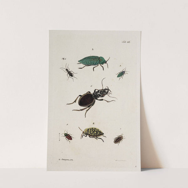Archives de l&#039;histoire des insectes Pl.41 by Johann Caspar Fuessli
