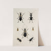 Archives de l&#039;histoire des insectes Pl.42 by Johann Caspar Fuessli