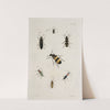Archives de l&#039;histoire des insectes Pl.43 by Johann Caspar Fuessli