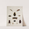 Archives de l&#039;histoire des insectes Pl.44 by Johann Caspar Fuessli