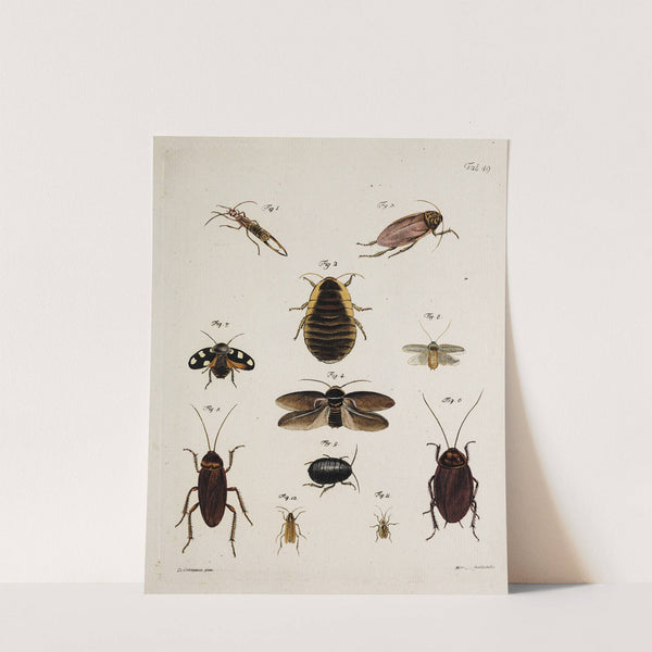 Archives de l&#039;histoire des insectes Pl.44 by Johann Caspar Fuessli