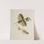 Archives de l&#039;histoire des insectes Pl.45 by Johann Caspar Fuessli