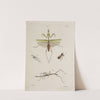 Archives de l&#039;histoire des insectes Pl.46 by Johann Caspar Fuessli
