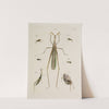 Archives de l&#039;histoire des insectes Pl.47 by Johann Caspar Fuessli