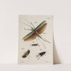 Archives de l&#039;histoire des insectes Pl.48 by Johann Caspar Fuessli