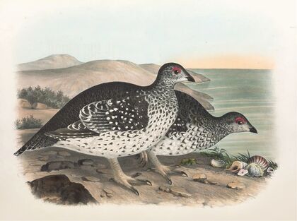 Arctic Sharp Tailed Grouse