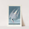 Arctic tern by John James Audubon