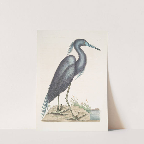 Ardea Cærulea, The blue Heron. by Mark Catesby